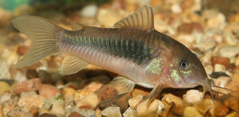 Bronze%20corydoras%20shutterstock_11716438-1.jpg