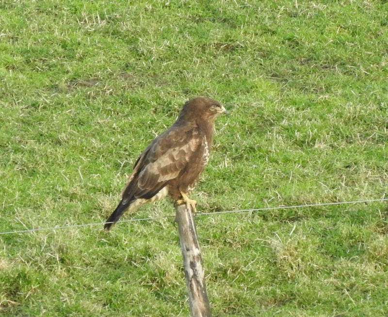 buizerd.jpg