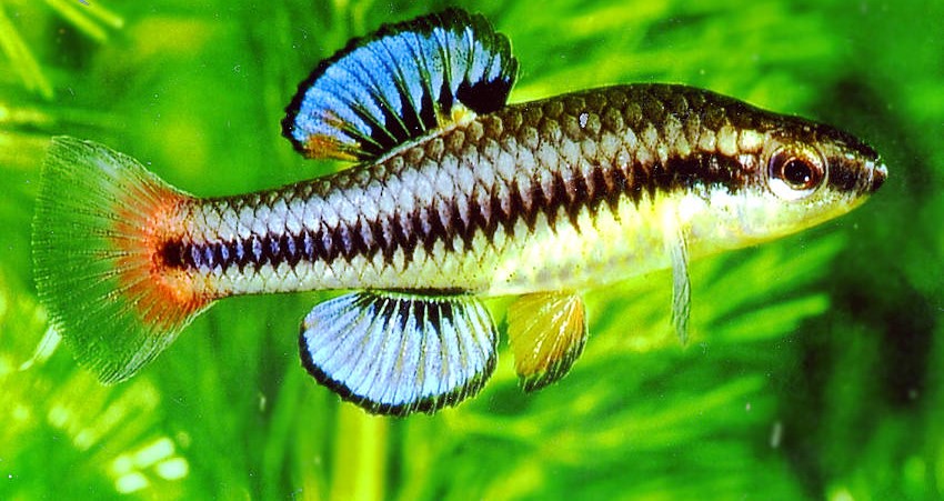 Carnegiella strigata.jpeg