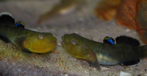 chlamydogobius_eremius_woestijngrondel.jpg