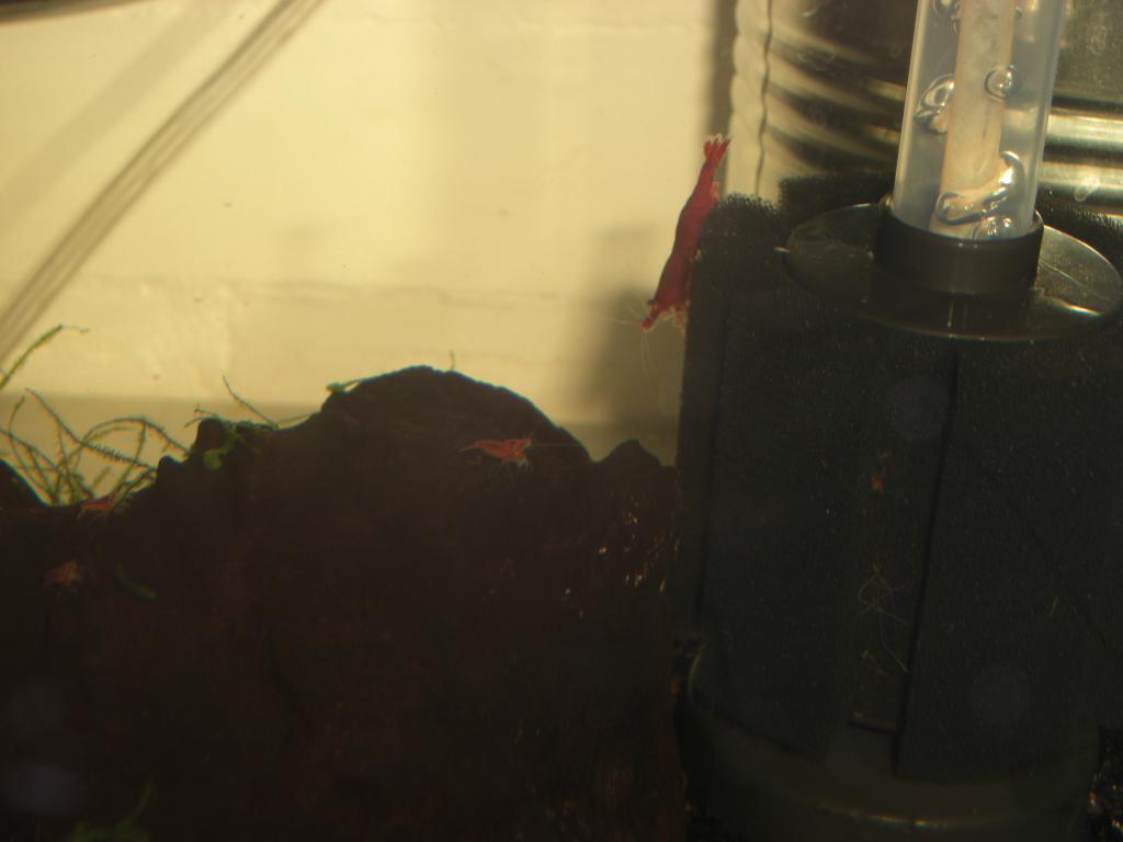 CIMG4067_zps3190e726.jpg
