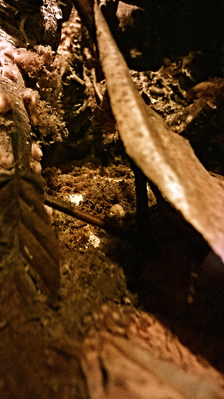 Clam3-800px_zpsu4x6erg4.jpg