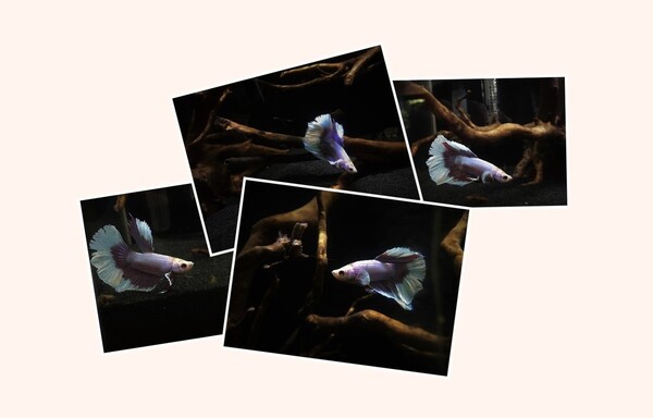 Collage 2018-10-21 18_28_23.jpg