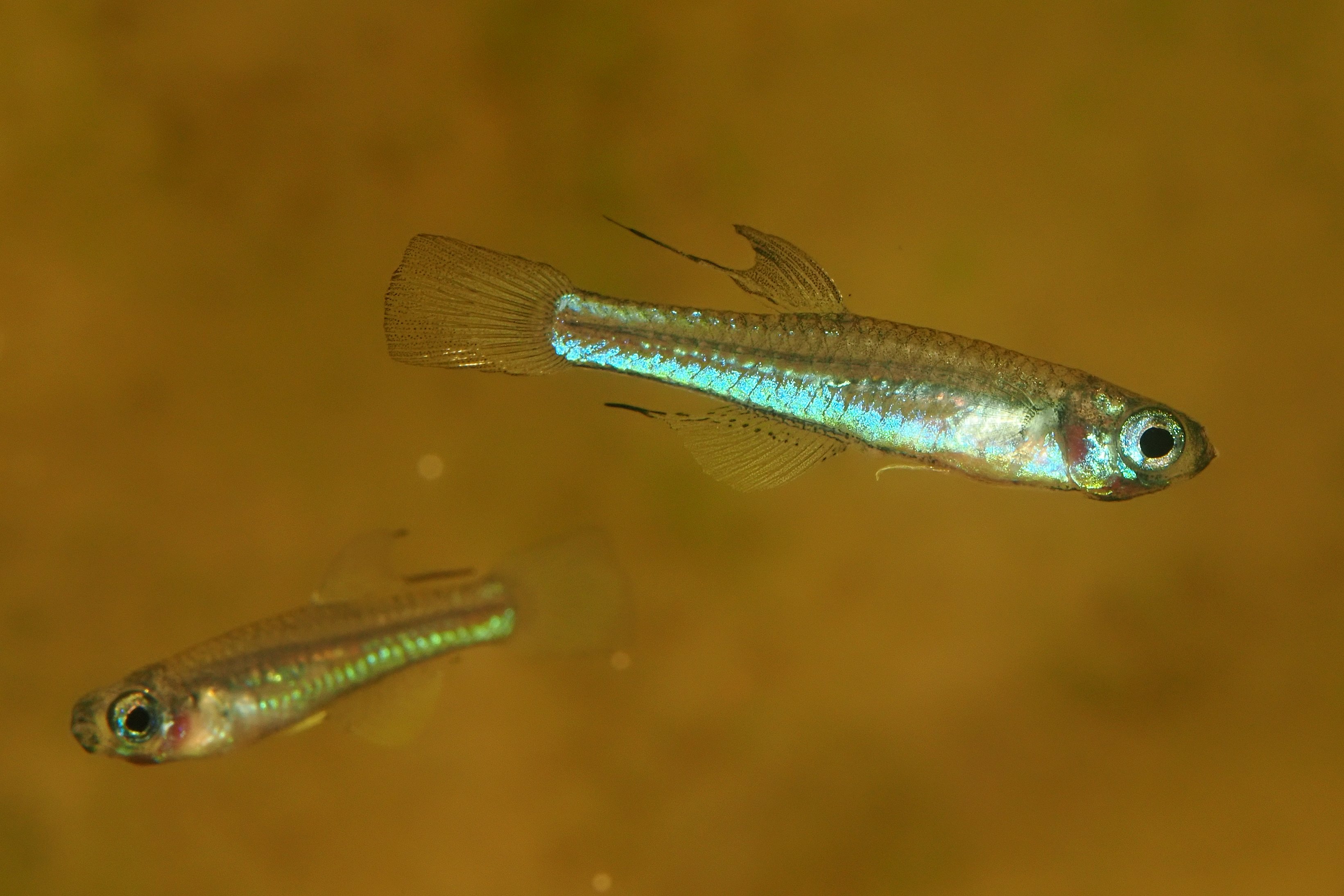 Congopanchax myersi CIR2018.jpg