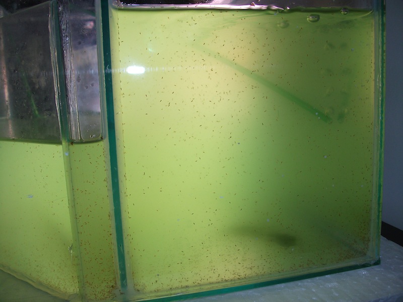 copepoden.jpg