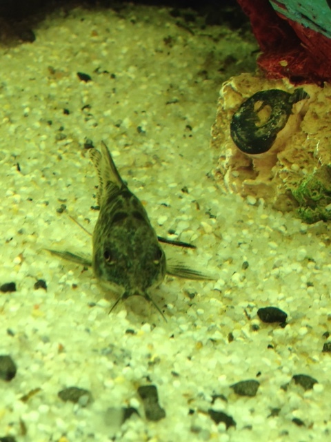 corydoras_palaetus.jpg