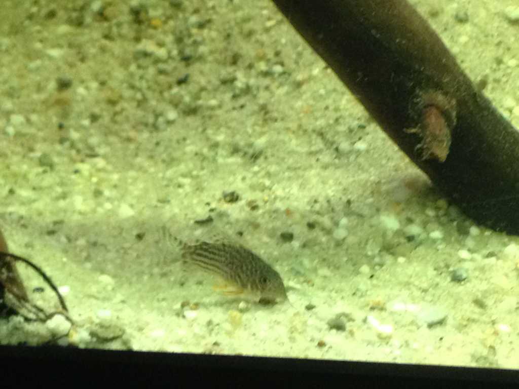 corydoras_sterbai_joey.jpg
