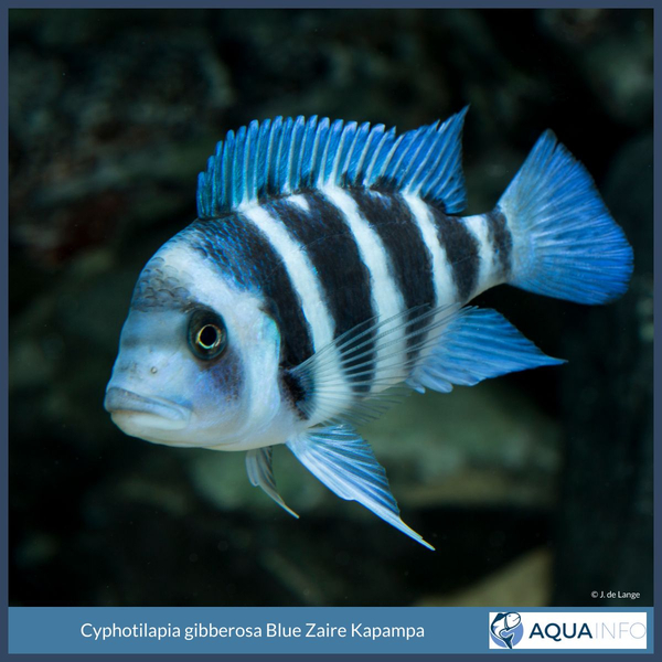 Cyphotilapia gibberosa Blue Zaire Kapampa.jpg