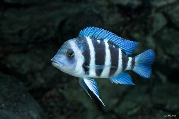 Cyphotilapia-gibberosa-Blue-Zaire-Kapampa002.jpg