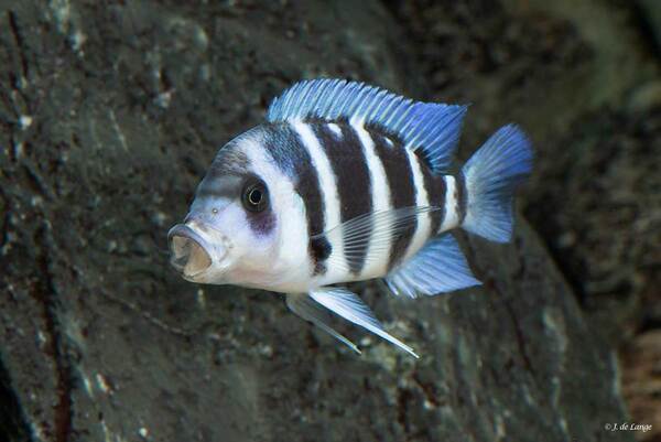 Cyphotilapia-gibberosa-Blue-Zaire-Kapampa003.jpg