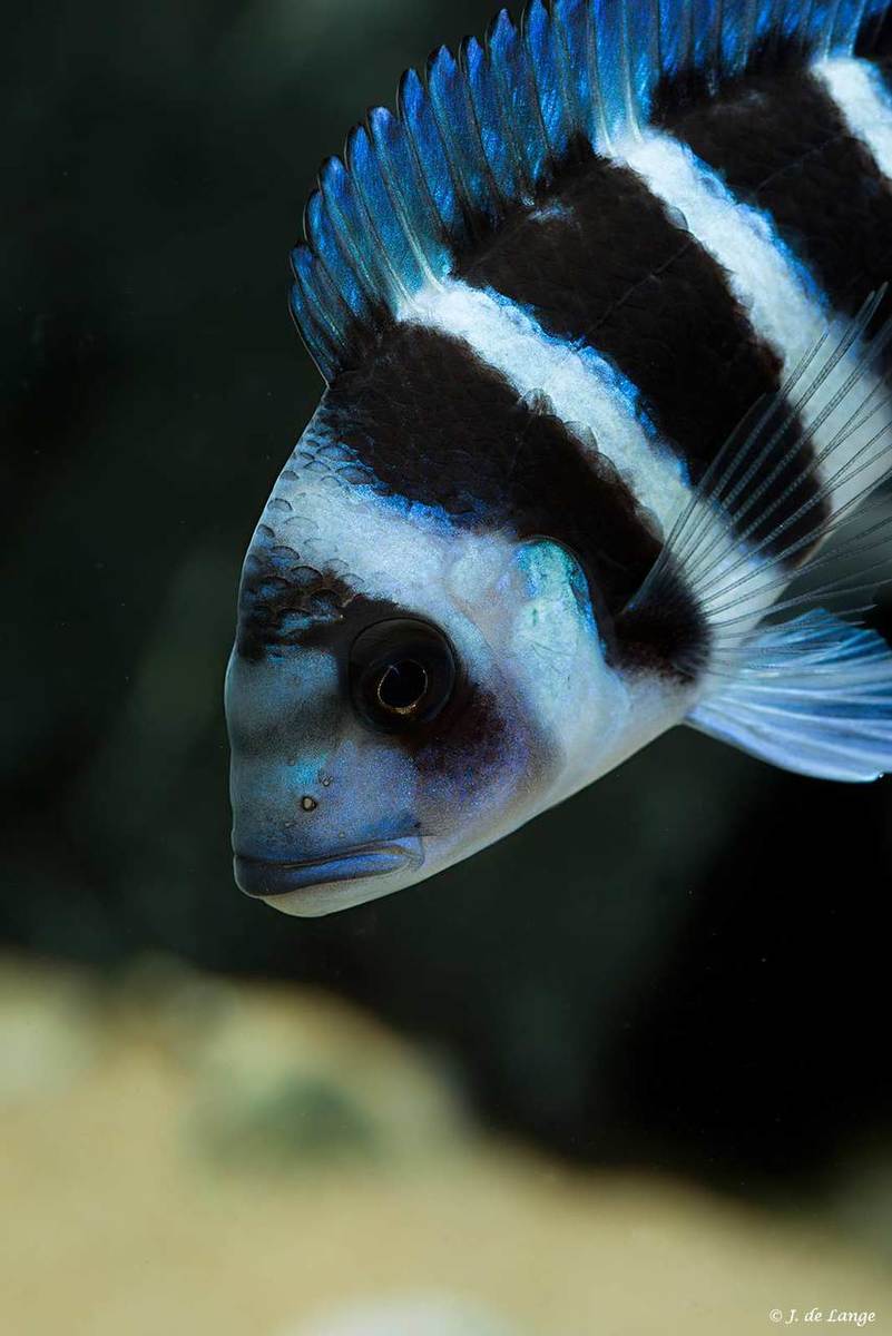Cyphotiliapia-gibberosa-Blue-Zaire-Kapampa001.jpg