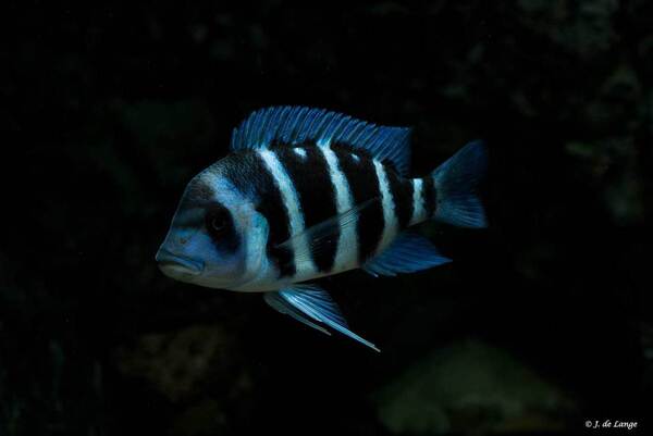 Cyphotiliapia-gibberosa-Blue-Zaire-Kapampa003.jpg