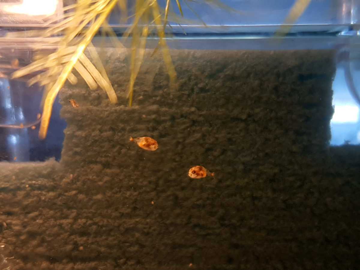 dag20-WhatsApp Image 2021-10-28 at 14.49.52.jpeg