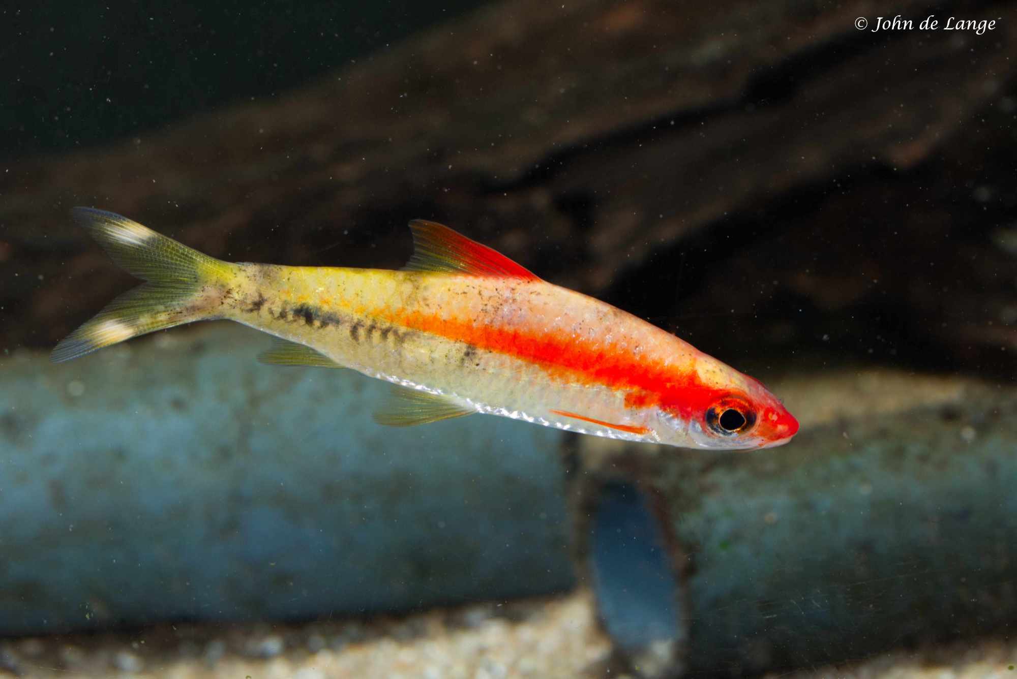 Dawkinsia denisonii – Torpedo Barbeel - Gold4570.jpg