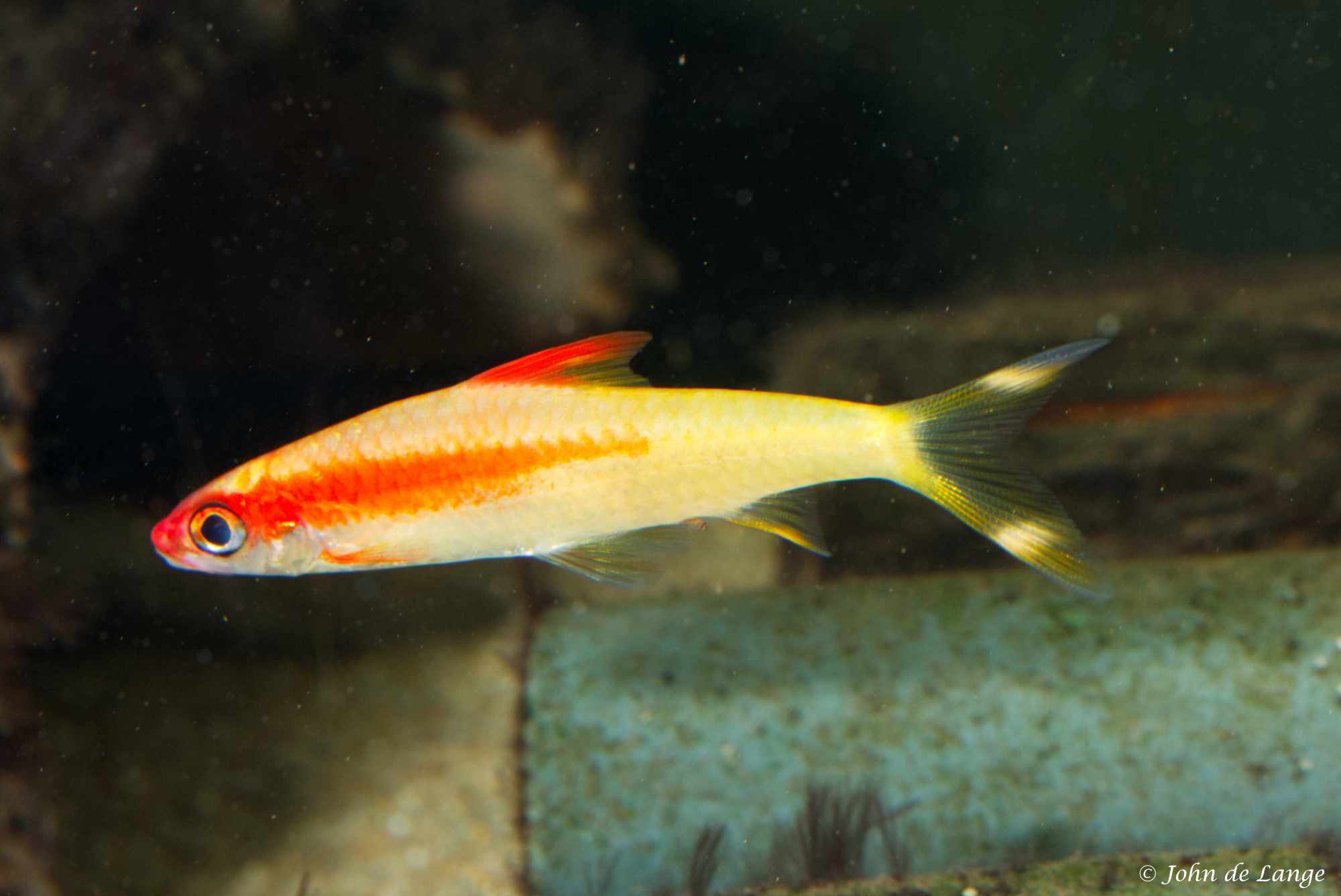 Dawkinsia denisonii – Torpedo Barbeel - Gold4573.jpg