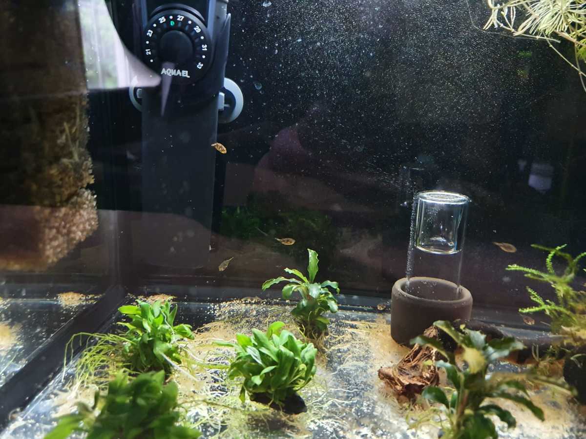 Day45-WhatsApp Image 2021-05-25 at 18.59.30.jpeg