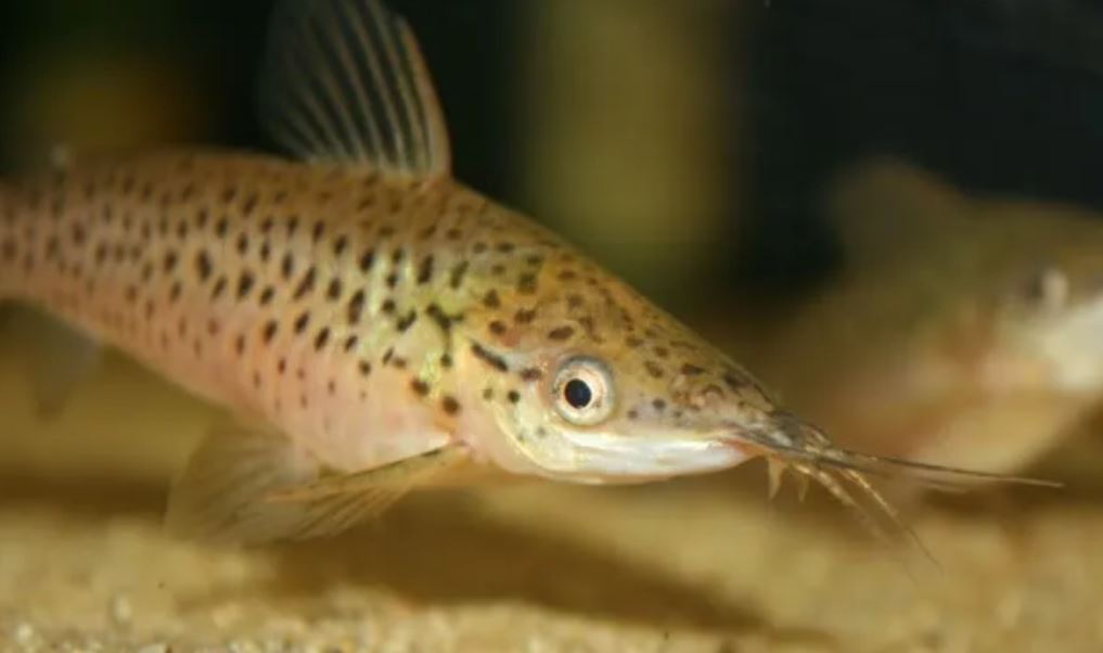 Dianema longibarbus.JPG