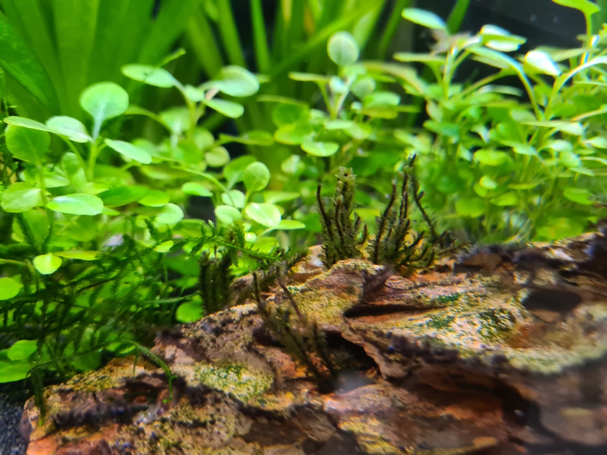 DISTICHOPHYLLUM SP - 125L.jpg