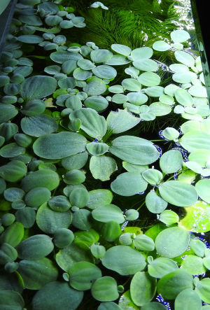 drijfplanten.jpg