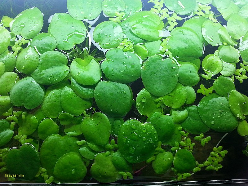 drijfplantjes_rio_240.jpg