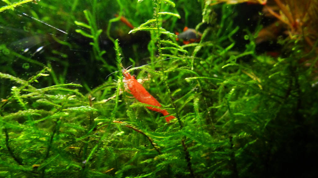DSC00701.jpg