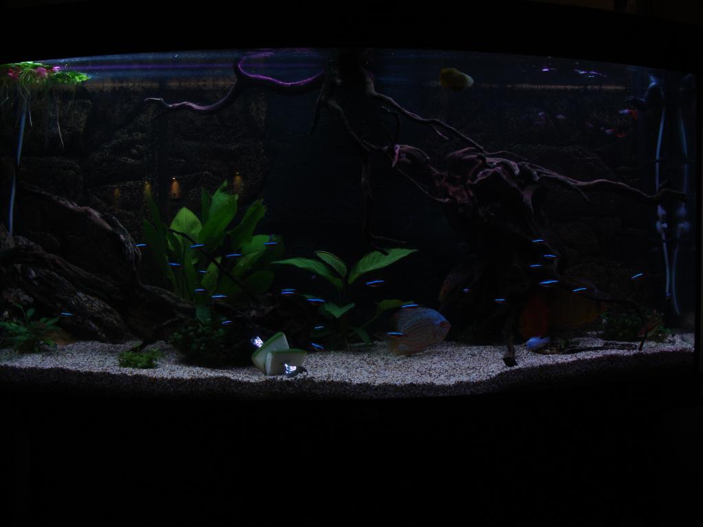 DSC04375_zpsc2pqbukt.jpg