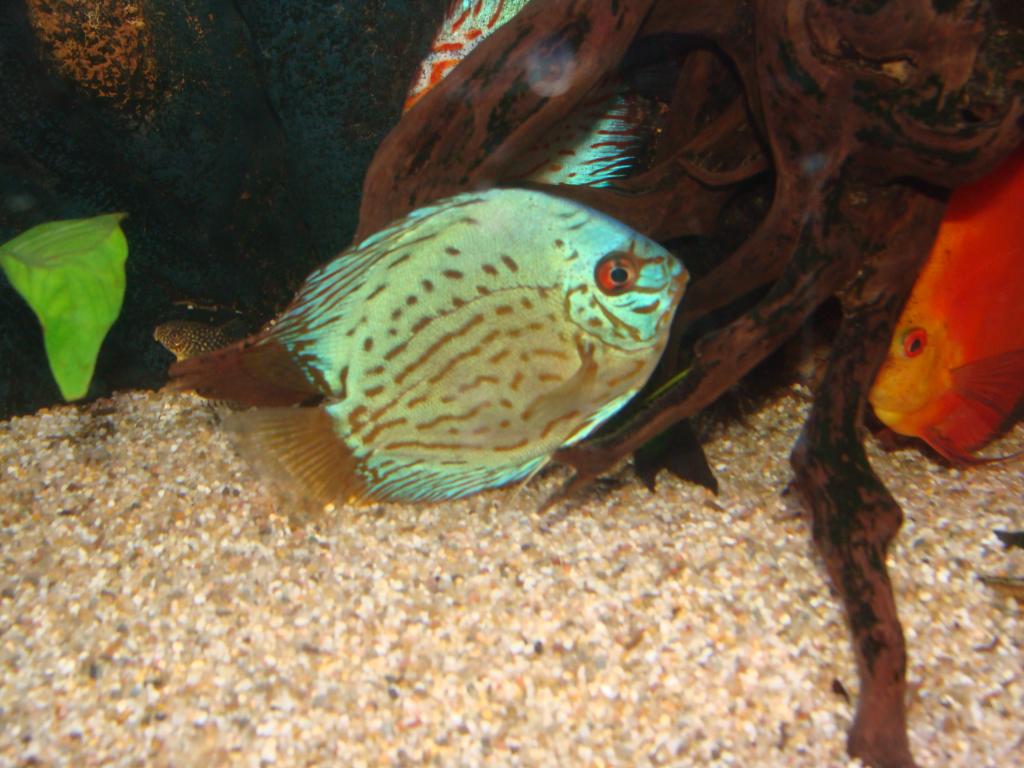 DSC04377_zpszpapfnfa.jpg