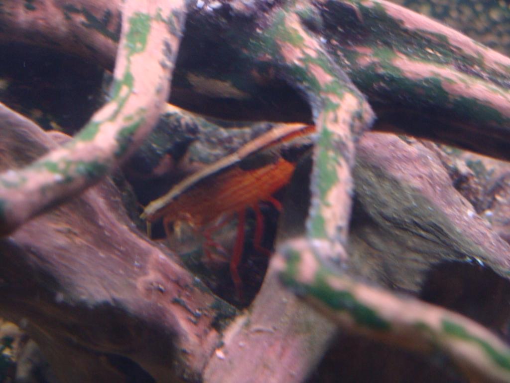DSC04391_zps9qyriwxm.jpg