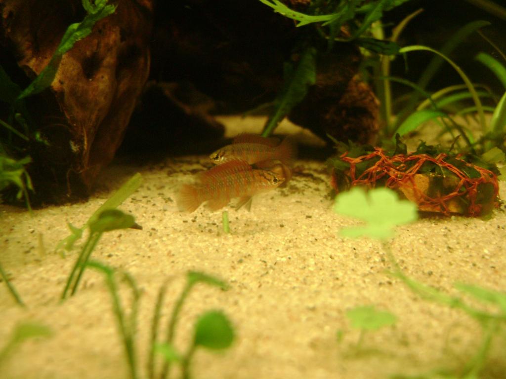 DSC07691_zpsb07bc554.jpg