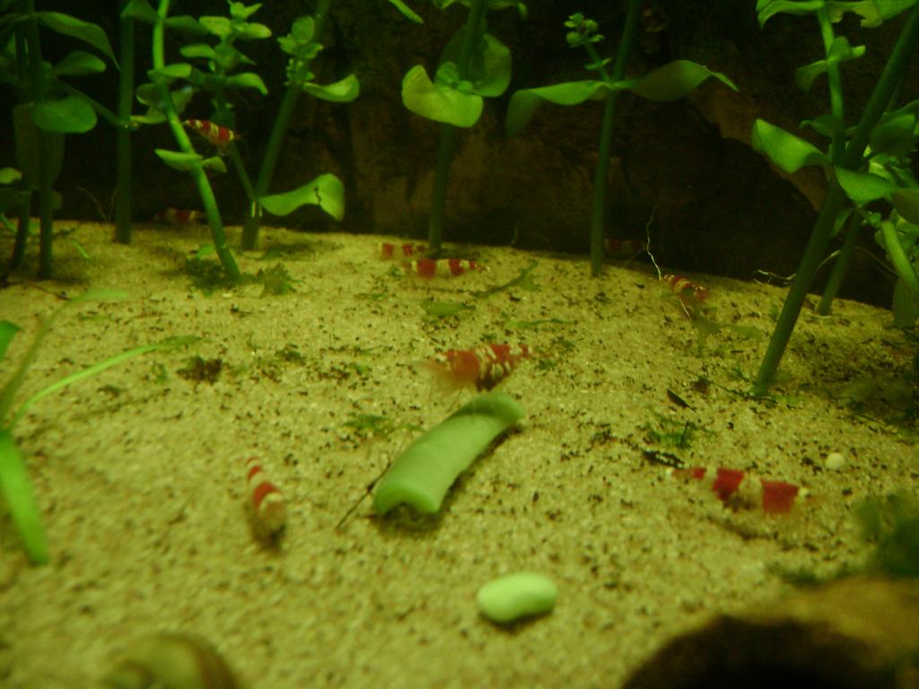 DSC07950_zps681f88cb.jpg