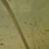 DSC_0009.jpg~c100.jpg