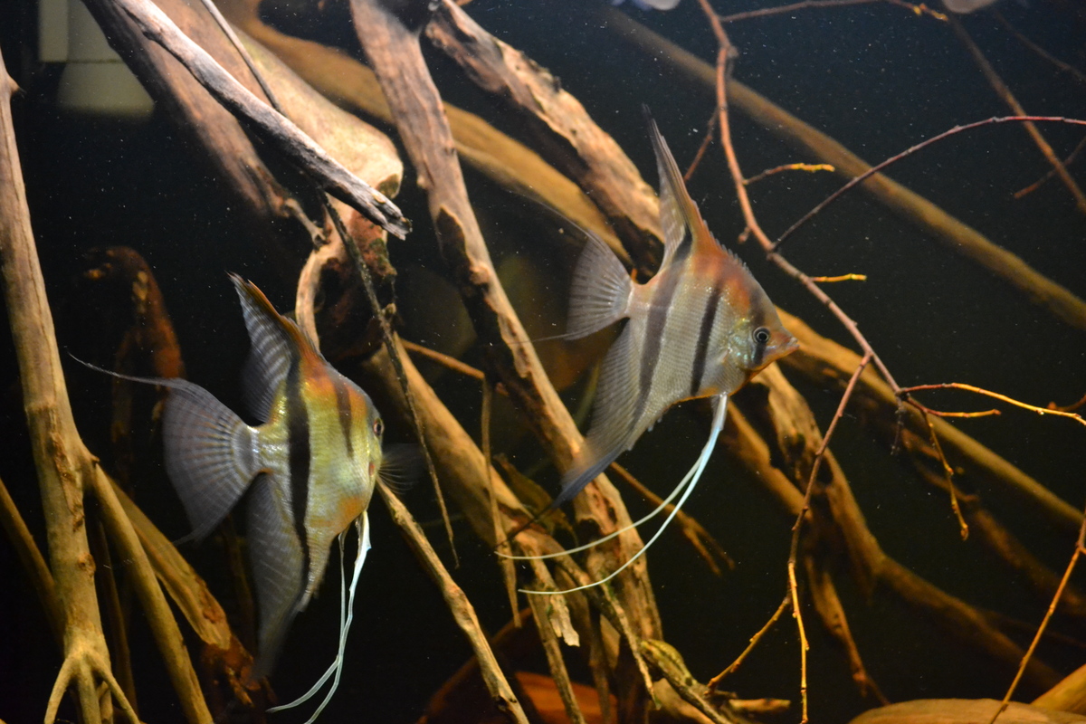 DSC_0113.JPG