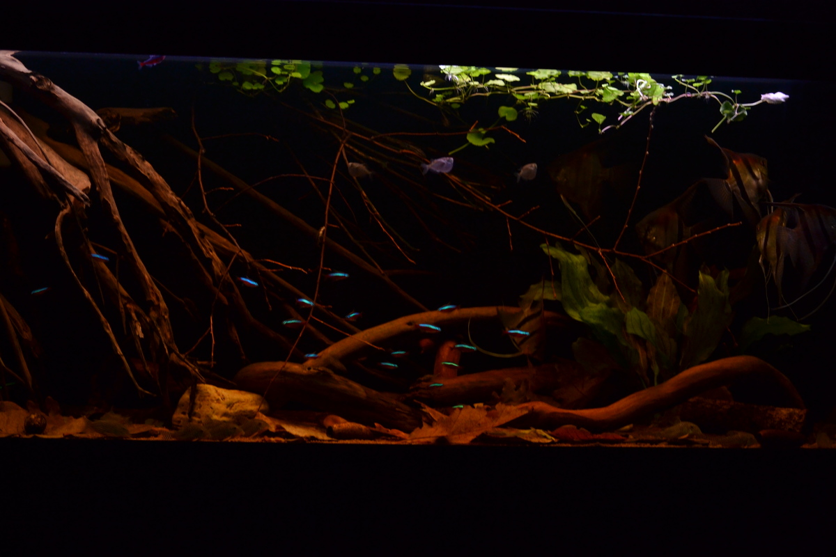 DSC_0261.JPG