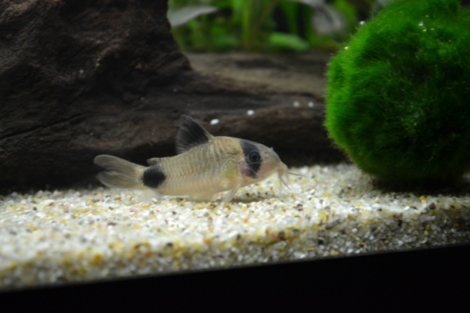 dsc_0312.jpg
