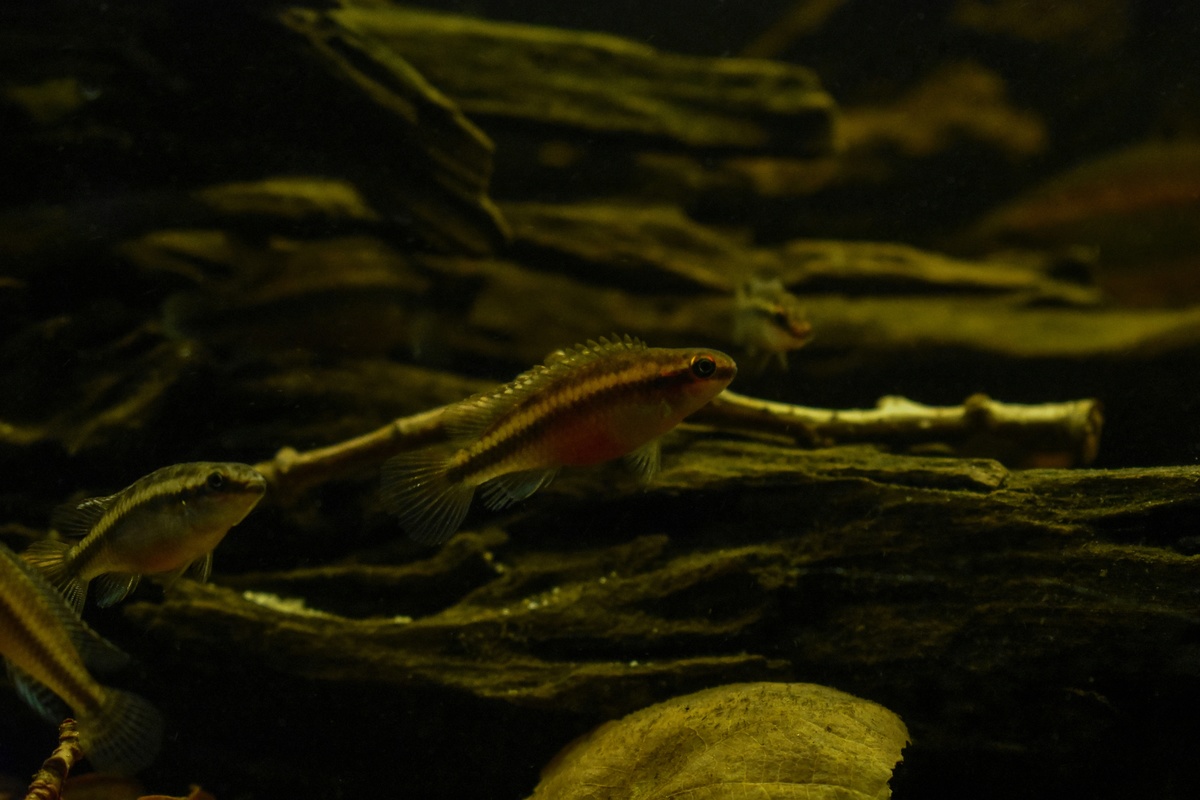 DSC_0328 (1)-01.jpeg