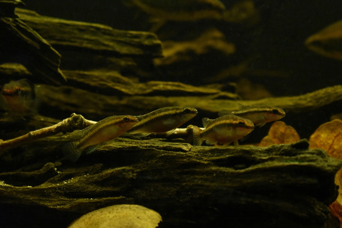 DSC_0331 (1)-01.jpeg