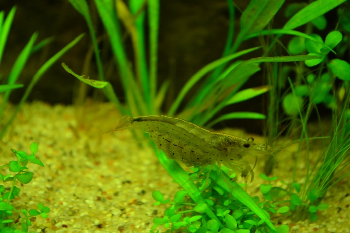 dsc_0385.jpg