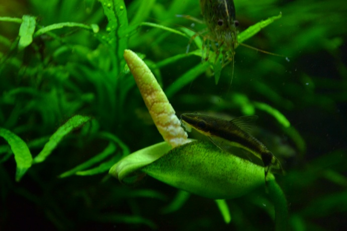dsc_0738.jpg