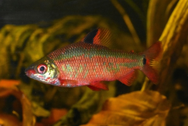 DSC_1523 (1)-01.jpeg