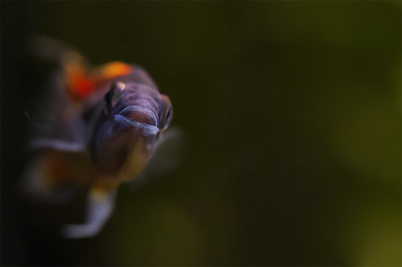 DSC_2368.jpg