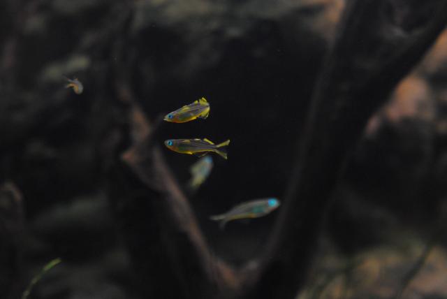DSC_8129_zpse5d07843.jpg