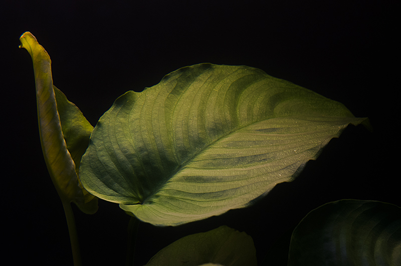 DSC_8503.jpg