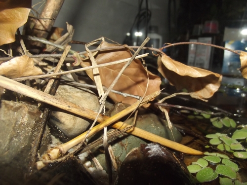 dscf2388.jpg
