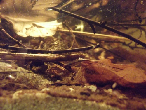 dscf2420.jpg