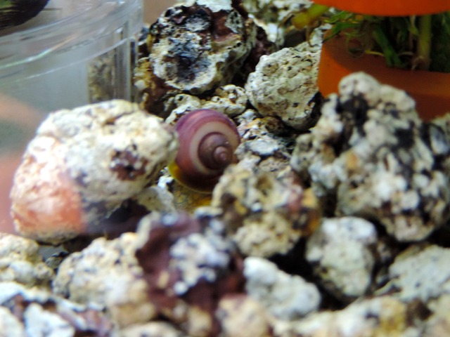 DSCN5127.jpg