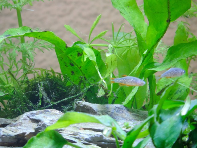 DSCN5217.jpg