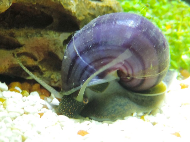DSCN5264.jpg