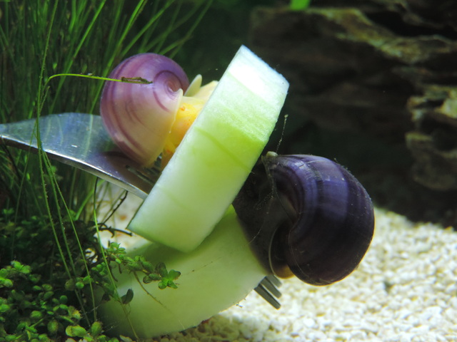 DSCN5279.jpg