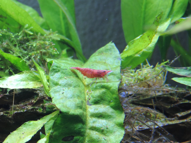 DSCN5496.jpg