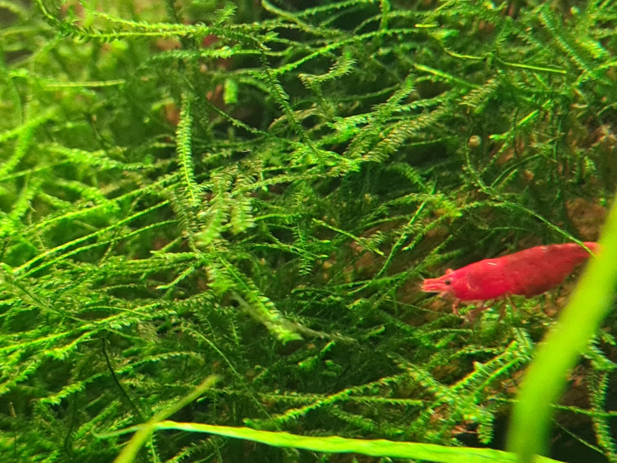 Eerste zwangere red sakura2.jpg